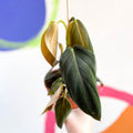 Philodendron gigas - Sprouts of Bristol