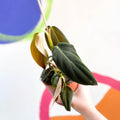 Philodendron gigas - Sprouts of Bristol