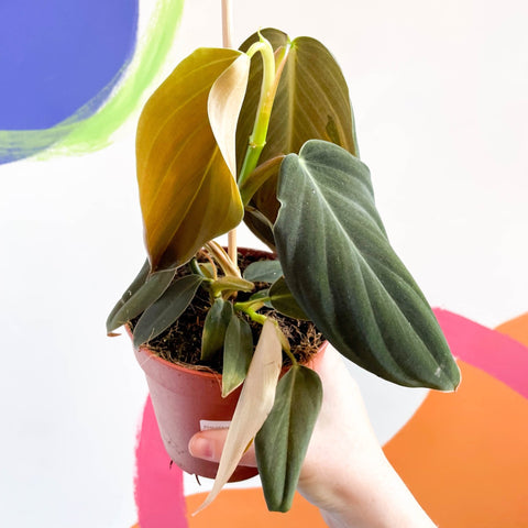 Philodendron gigas - Sprouts of Bristol