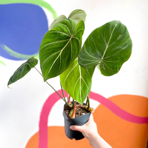 Philodendron gloriosum - Sprouts of Bristol