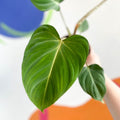 Philodendron gloriosum - Sprouts of Bristol