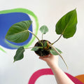 Philodendron gloriosum - Sprouts of Bristol