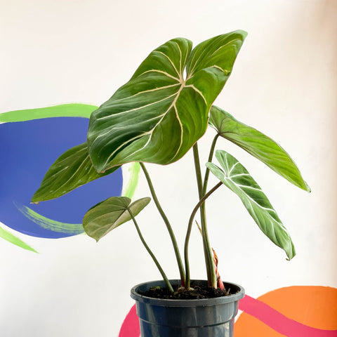 Philodendron 'Gloriosum' - Sprouts of Bristol