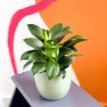 Philodendron 'Green Princess' - Sprouts of Bristol