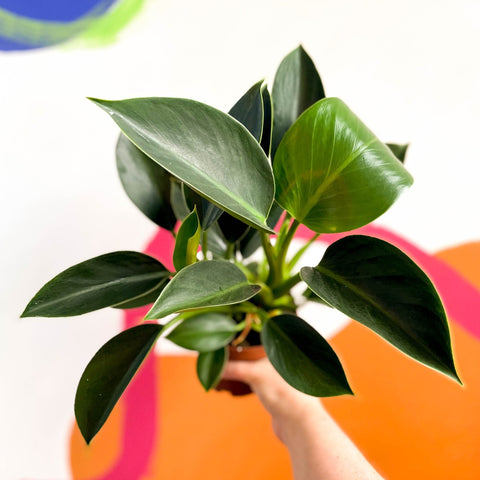 Philodendron 'Green Princess' - Sprouts of Bristol