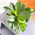Philodendron 'Green Princess' - Sprouts of Bristol