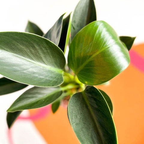 Philodendron 'Green Princess' - Sprouts of Bristol