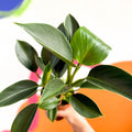 Philodendron 'Green Princess' - Sprouts of Bristol