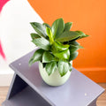Philodendron 'Green Princess' - Sprouts of Bristol