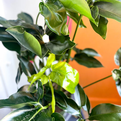 Philodendron 'Green Wonder' - Sprouts of Bristol