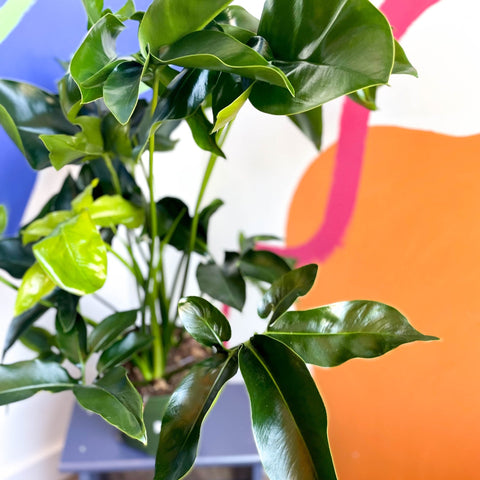 Philodendron 'Green Wonder' - Sprouts of Bristol