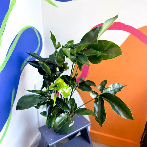 Philodendron 'Green Wonder' - Sprouts of Bristol