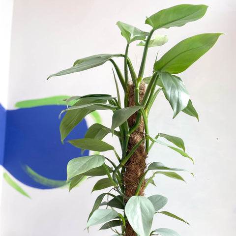 Philodendron hastatum 'Silver Queen' - Sprouts of Bristol