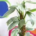 Philodendron hastatum 'Silver Queen' - Sprouts of Bristol