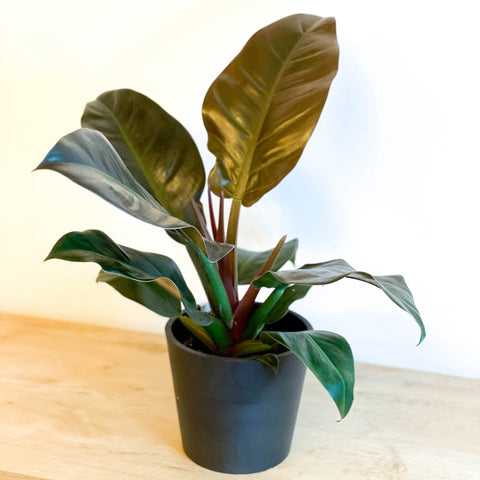 Philodendron 'Imperial Red' - Sprouts of Bristol
