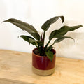 Philodendron 'Imperial Red' - Sprouts of Bristol