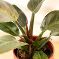 Philodendron 'Imperial Red' - Sprouts of Bristol