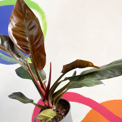 Philodendron 'Imperial Red' - Sprouts of Bristol