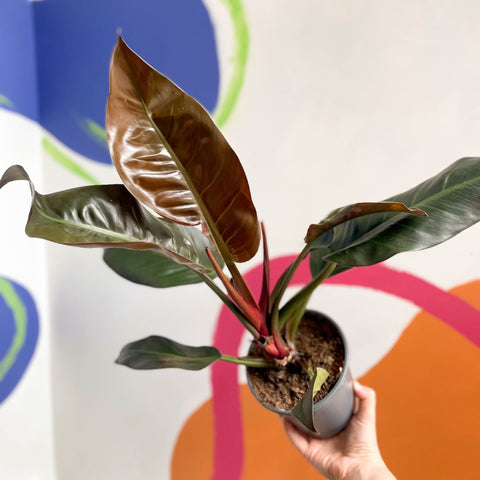 Philodendron 'Imperial Red' - Sprouts of Bristol