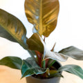 Philodendron 'Imperial Red' - Sprouts of Bristol