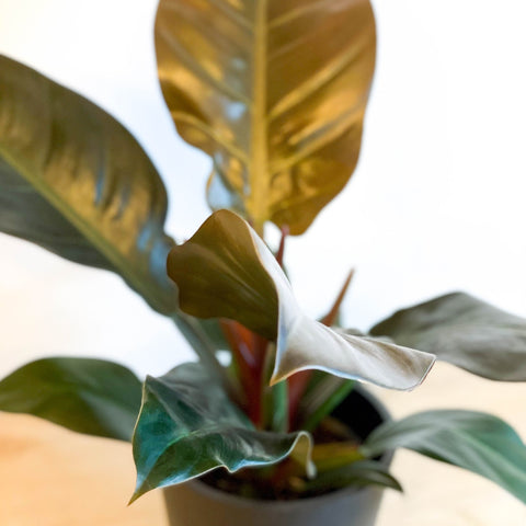Philodendron 'Imperial Red' - Sprouts of Bristol