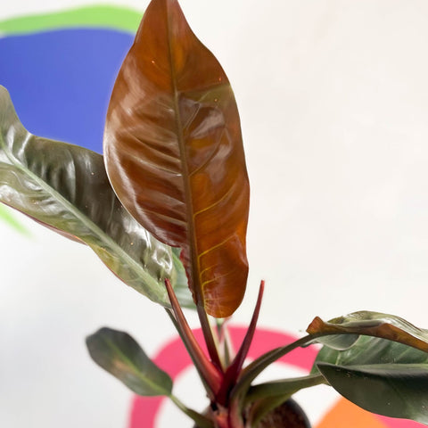 Philodendron 'Imperial Red' - Sprouts of Bristol