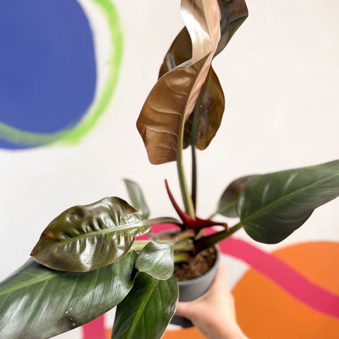 Philodendron 'Imperial Red' - Sprouts of Bristol