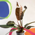 Philodendron 'Imperial Red' - Sprouts of Bristol