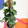 Philodendron lupinum - Sprouts of Bristol
