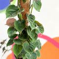 Philodendron lupinum - Sprouts of Bristol
