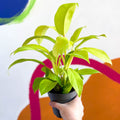 Philodendron 'Malay Gold' - Sprouts of Bristol
