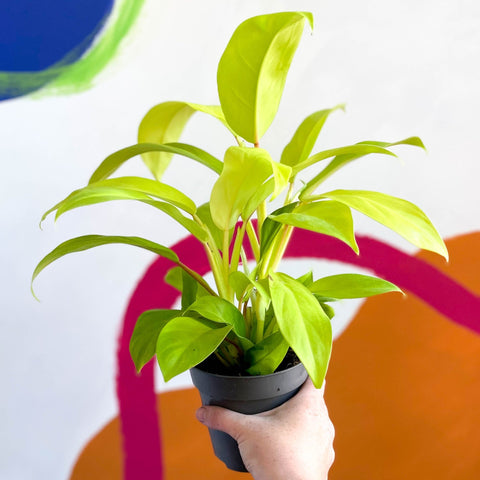 Philodendron 'Malay Gold' - Sprouts of Bristol