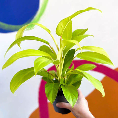 Philodendron 'Malay Gold' - Sprouts of Bristol
