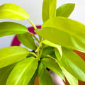 Philodendron 'Malay Gold' - Sprouts of Bristol