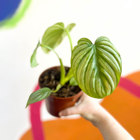 Philodendron mamei - Sprouts of Bristol