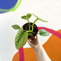 Philodendron mamei - Sprouts of Bristol