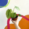 Philodendron mamei - Sprouts of Bristol