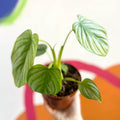 Philodendron mamei - Sprouts of Bristol