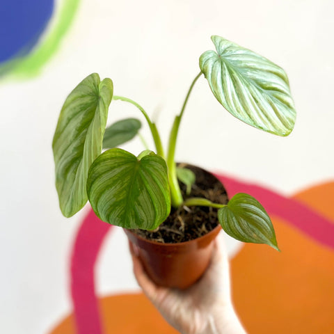 Philodendron mamei - Sprouts of Bristol