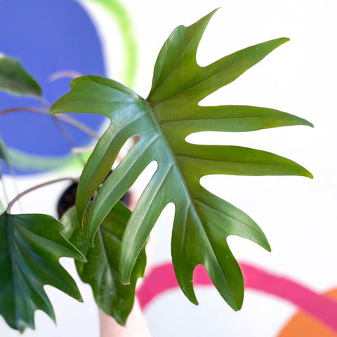 Philodendron mayoi - Sprouts of Bristol