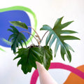 Philodendron mayoi - Sprouts of Bristol