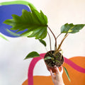 Philodendron mayoi - Sprouts of Bristol
