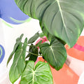 Philodendron 'McDowell' - Sprouts of Bristol