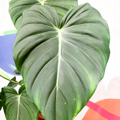 Philodendron 'McDowell' - Sprouts of Bristol