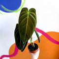Philodendron melanochrysum - Sprouts of Bristol