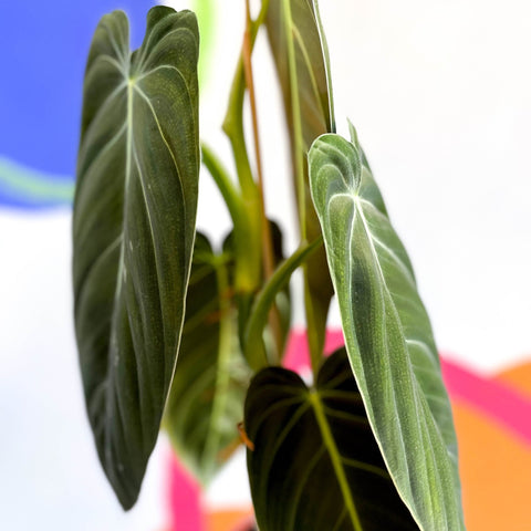 Philodendron melanochrysum - Sprouts of Bristol