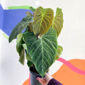 Philodendron melanochrysum x verrucosum 'Splendid' - Sprouts of Bristol