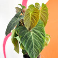 Philodendron melanochrysum x verrucosum 'Splendid' - Sprouts of Bristol