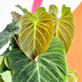 Philodendron melanochrysum x verrucosum 'Splendid' - Sprouts of Bristol