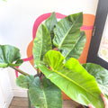 Philodendron melinonii - Sprouts of Bristol